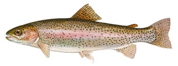 American River #8 Steelhead